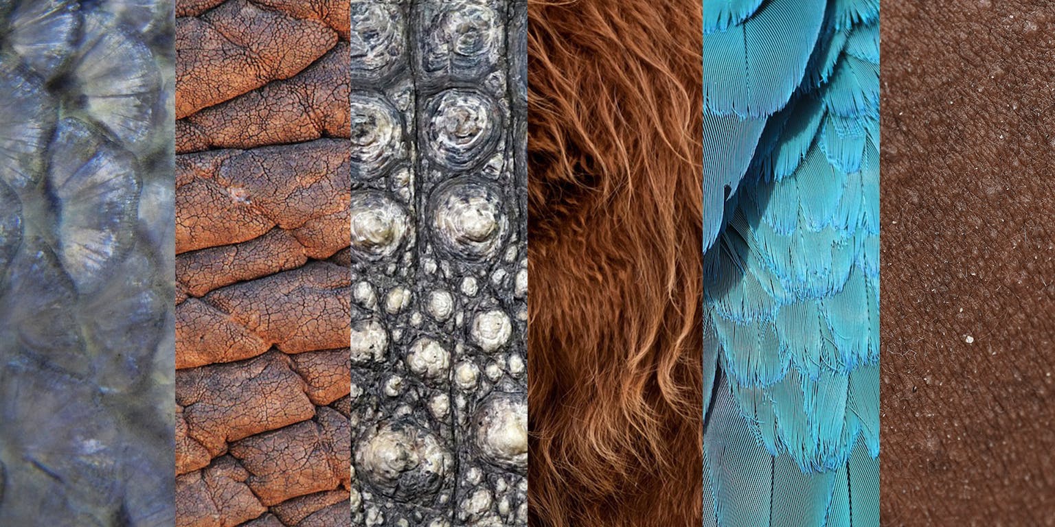 Verschillende dierenhuiden en vachten.