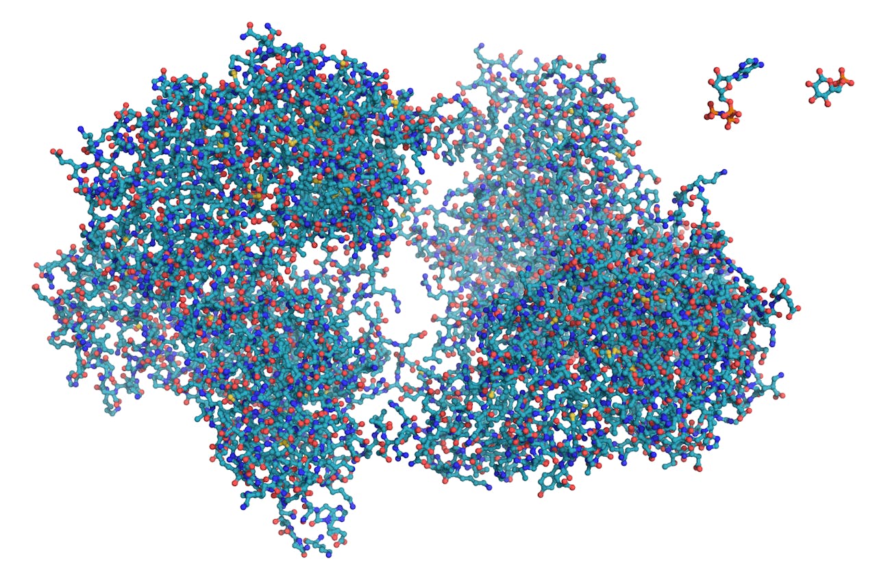 Een kaart die het verschil tussen tussen grote en kleine moleculen laat zien. Links het grote eiwit hexokinase, rechtsboven de kleine moleculen ATP (de ‘oplaadbare batterij’ van de cel) en glucose (een suiker).