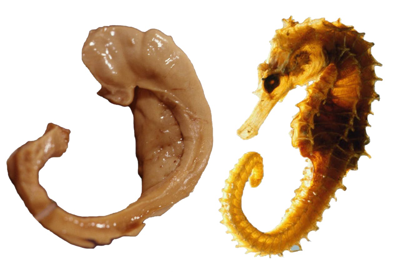 Een afbeelding van de hippocampus en een afbeelding van een zeepaardje. De hippocampus is een structuur in de hersenen die erg op een zeepaardje lijkt.
