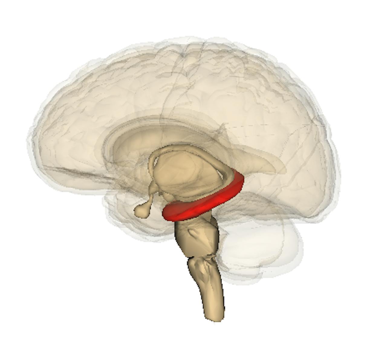Een schets van hersenen. In het rood omcirkeld is de hippocampus aangegeven.