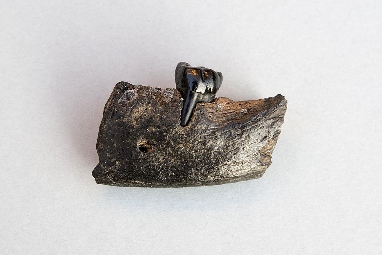 De mensenkaak uit de middensteentijd, gezien vanaf de wangzijde. Collectie Schouten, vindplaats Strand bij Hoek van Holland. De kroonhogte=6,7mm. (Voor vergroting, klik linksboven) De mensenkaak uit de middensteentijd, gezien vanaf de wangzijde.
