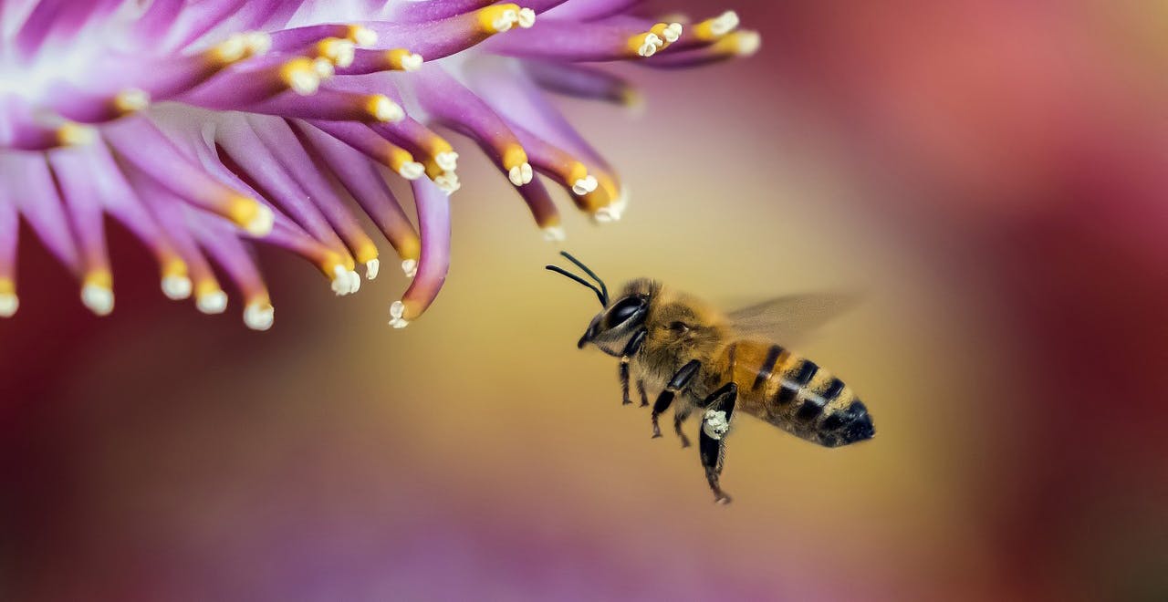 Een bij vliegt in de buurt van een paarse bloem.