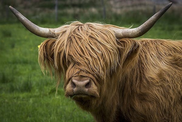 Close-upfoto van het gezicht van een Schotse Hooglander met lange, ruige vacht en grote hoorns.
