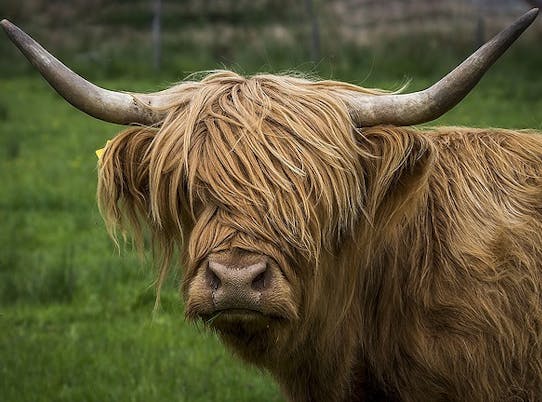 Close-upfoto van het gezicht van een Schotse Hooglander met lange, ruige vacht en grote hoorns.