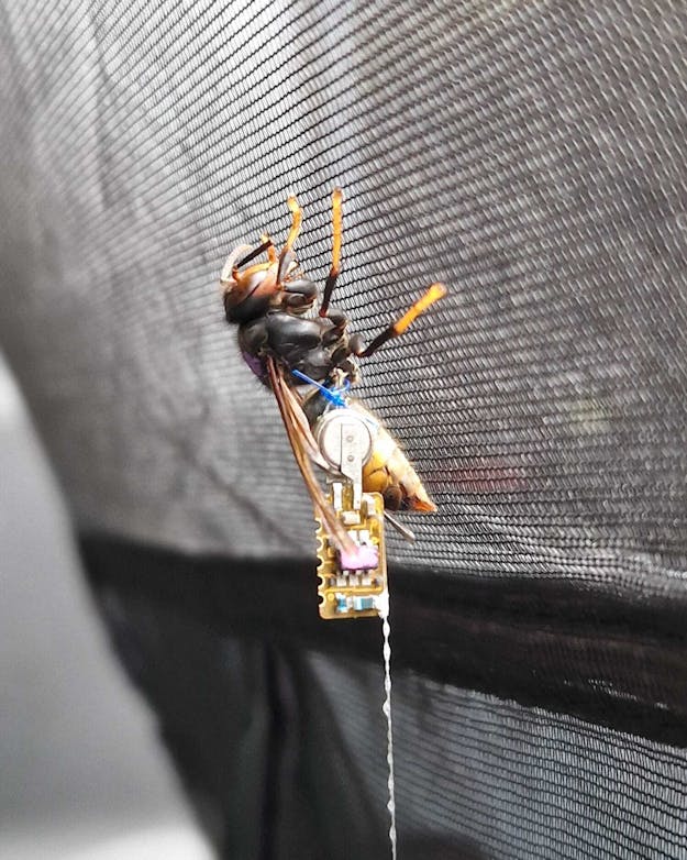 Een zendertje is bevestigd om de taille van een Aziatische hoornaar. Close-up van een Aziatische hoornaar op een grijze achtergrond. Aan zijn taille is een chip bevestigd.