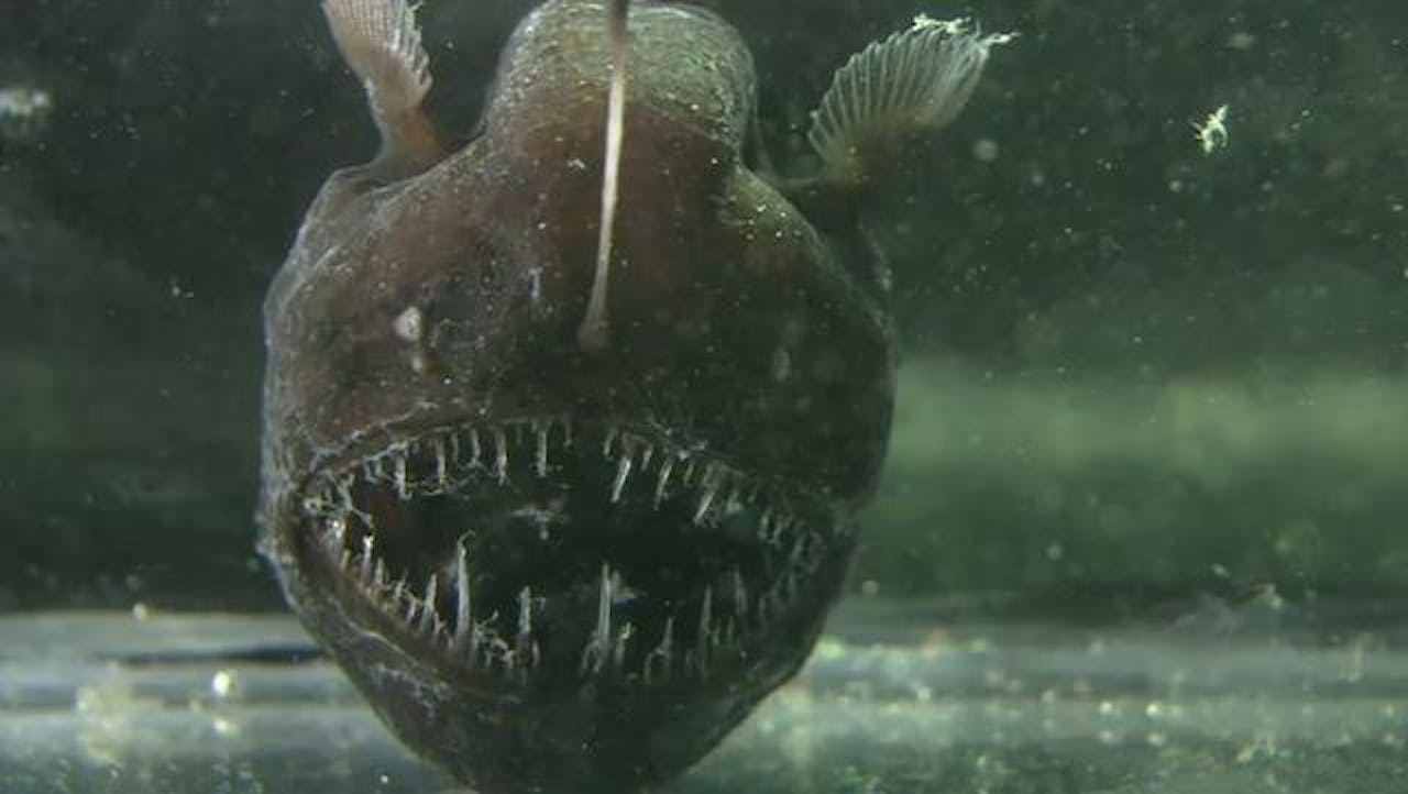 De lantaarnhengelvis Melanocetus Johnsonii. Deze diepzeevis eeft een ‘hengel’ waar lichtgevende bacteriën inzitten.
