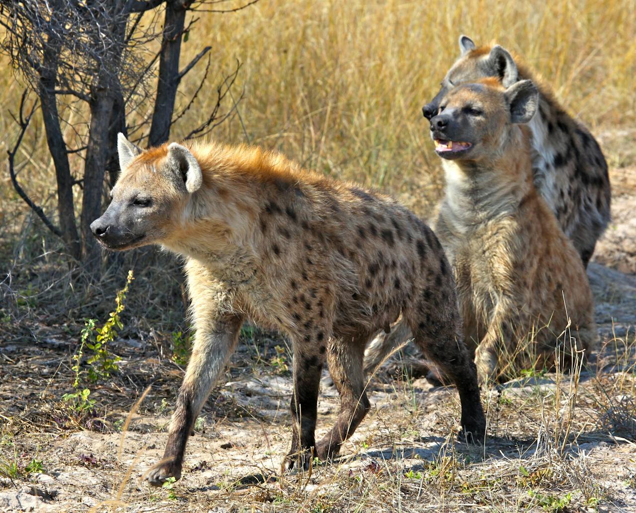 Drie hyena's, waarvan een staand en twee zittend in het dorre gras, kijken in dezelfde richting naar iets buiten beeld.