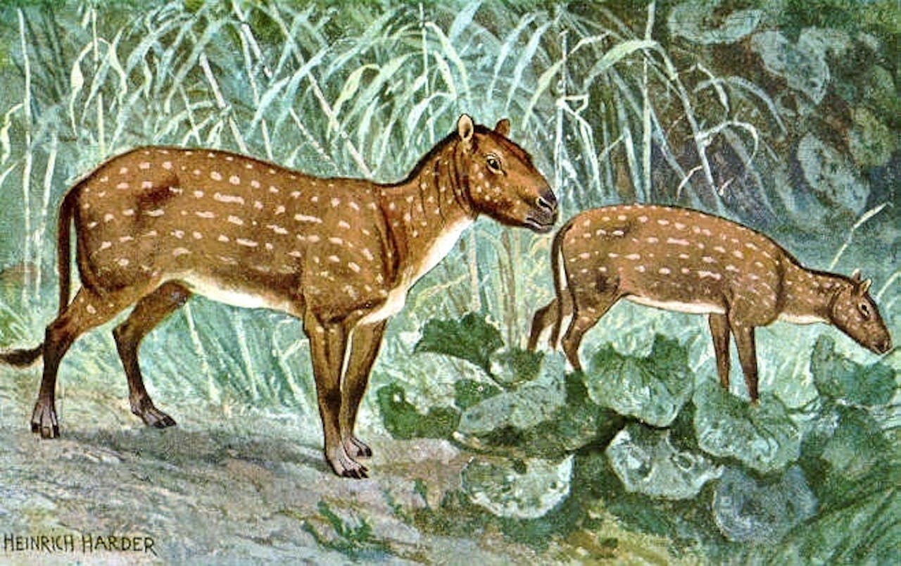 De Eohippus is een mini-paardje dat leefde gedurende de warme periode aan het begin van het Eoceen.
Omdat kleine dieren makkelijker afkoelen dan grote, hadden zij een evolutionair voordeel. Veel diersoorten krompen dus in deze periode.