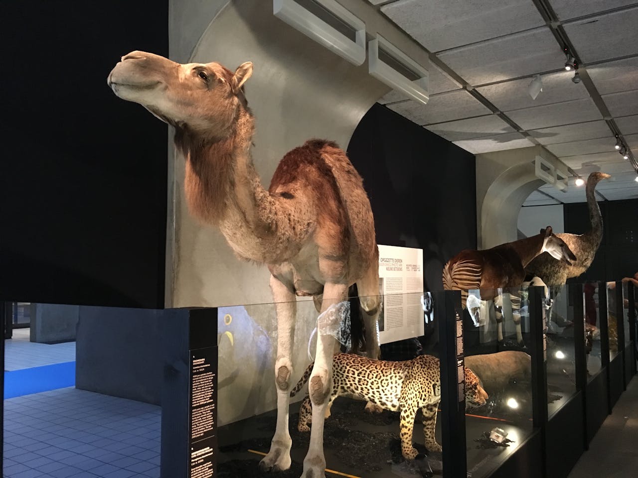 Een deel van de tentoonstelling laat opgezette dieren zien waarvan sommigen al uitgestorven zijn.