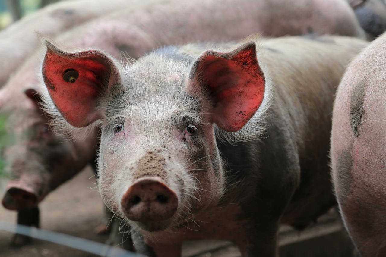 Een groep varkens in een hok.