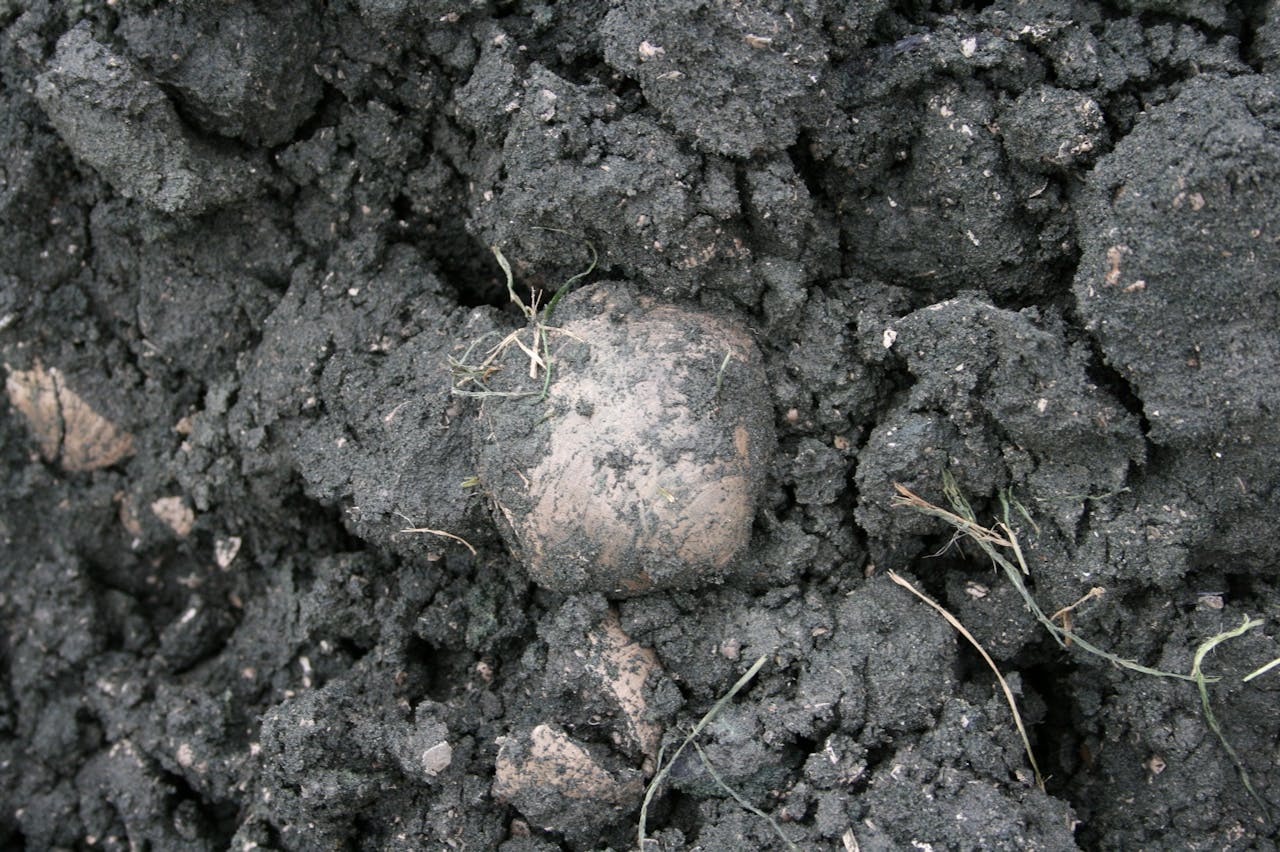 Op deze foto een Glycymeris obovata baldii, een dikwandige schelp. In de Miocene aarde liggen ook veel tweekleppige exemplaren, zogeheten ‘doubletten’. Ook in Twente en Limburg zijn fossielen uit het Miocene tijdperk te vinden.