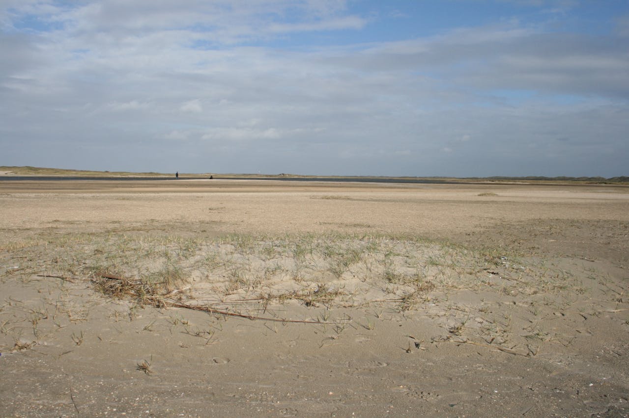 Pioniersvegetatie van biestarwegras.