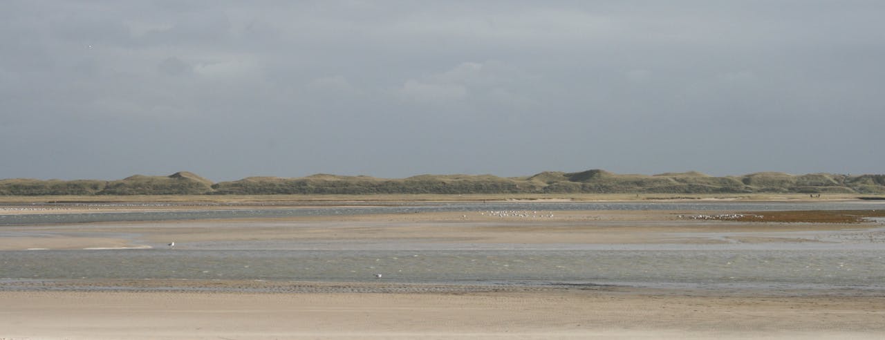 Zicht op de Zanddijk: de duinenrij oostelijk van De Slufter. De maximale breedte van De Slufter van 400 meter is afgestemd op de sterkte van deze duinenrij, die op dit moment in opdracht van het waterschap opnieuw wordt vastgesteld. Onderzocht wordt of de beweging van de kreek beperkt moet worden, of dat de natuur hier met behoud van de veiligheid haar eigen weg mag zoeken.