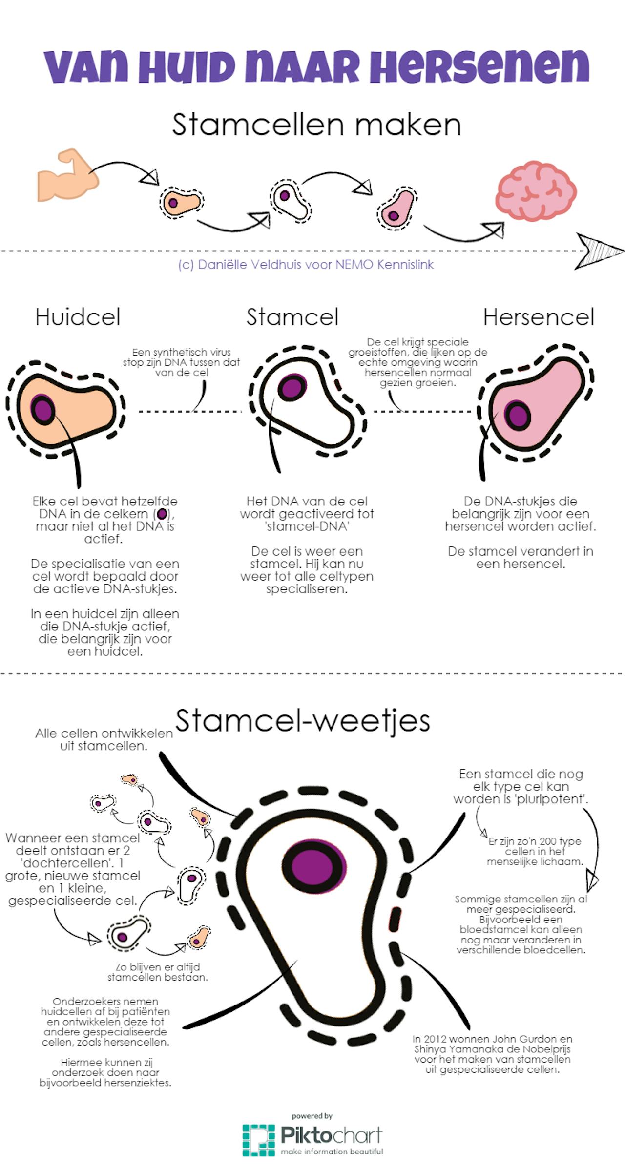 Infographic met tekeningen en tekst die uitleg geeft over het maken van stamcellen.