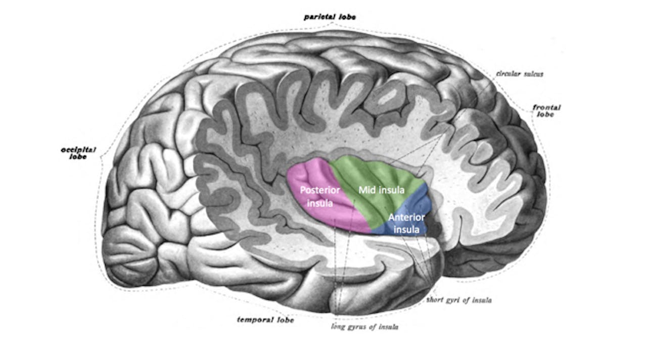 Een tekening van onze hersens. De onderdelen 'posterior insula', 'mid insula' en 'Anterior insula' zijn uitgelicht.