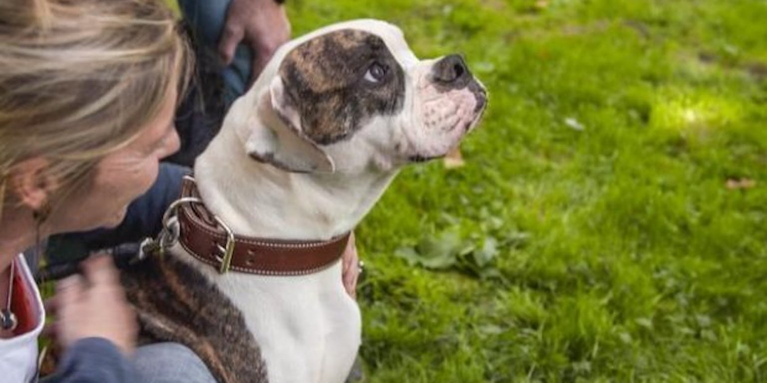 Een vrouw die een boxerhond in het gras aait.
