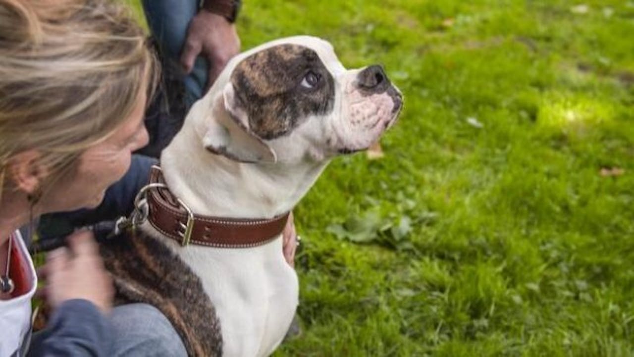 Een vrouw die een boxerhond in het gras aait.