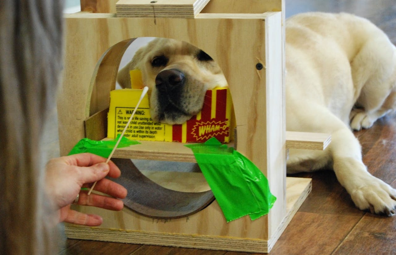 De labrador Kady oefent om stil te liggen, voordat ze de echte MRI-scanner ingaat.