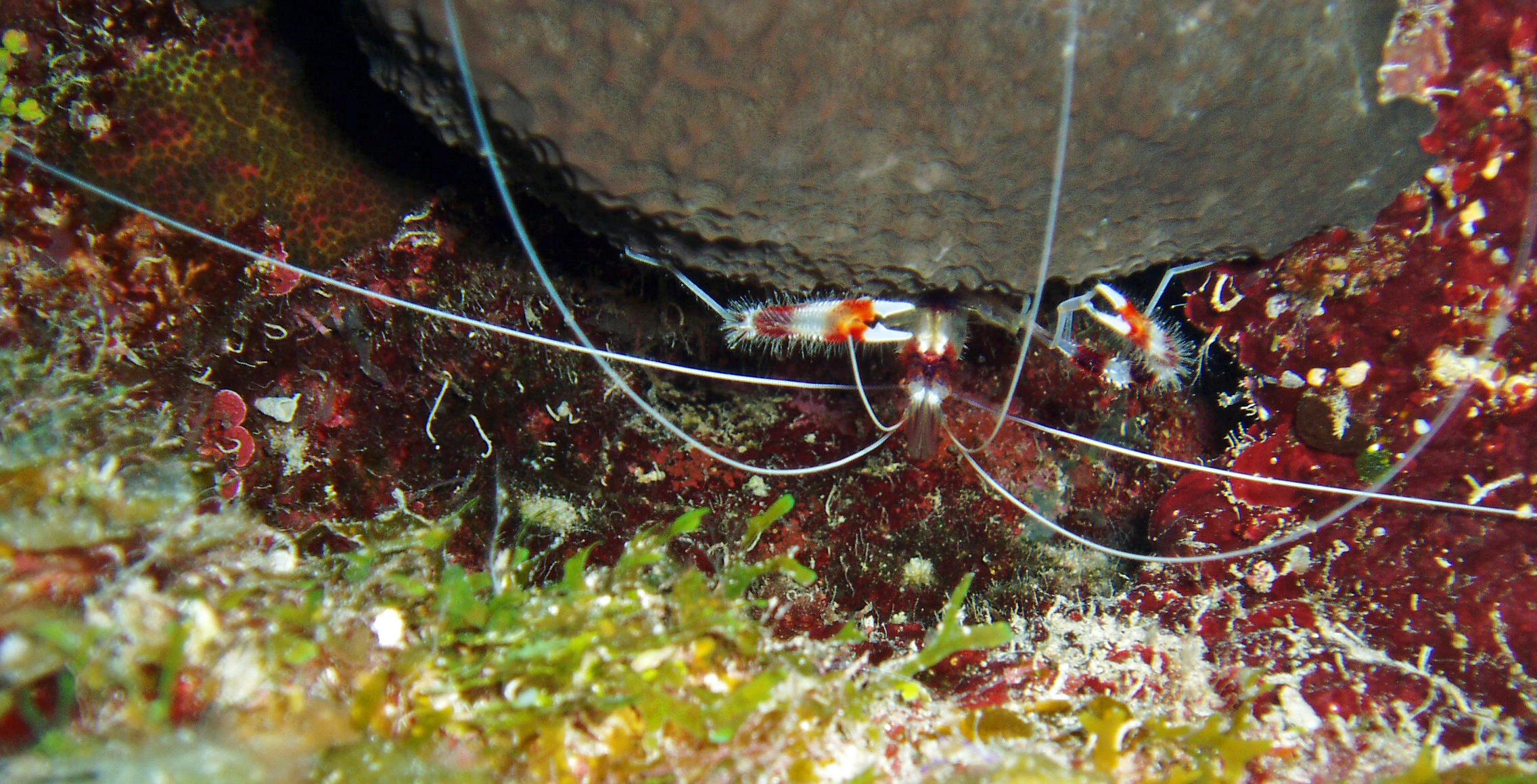 Een foto van een kappersgarnaal bij een rots in het water.