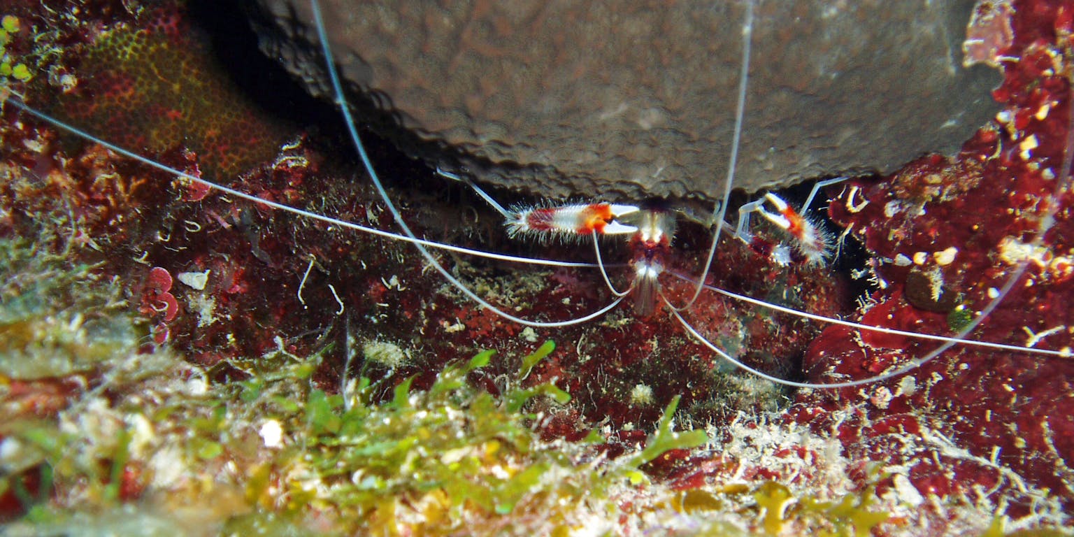 Een foto van een kappersgarnaal bij een rots in het water.