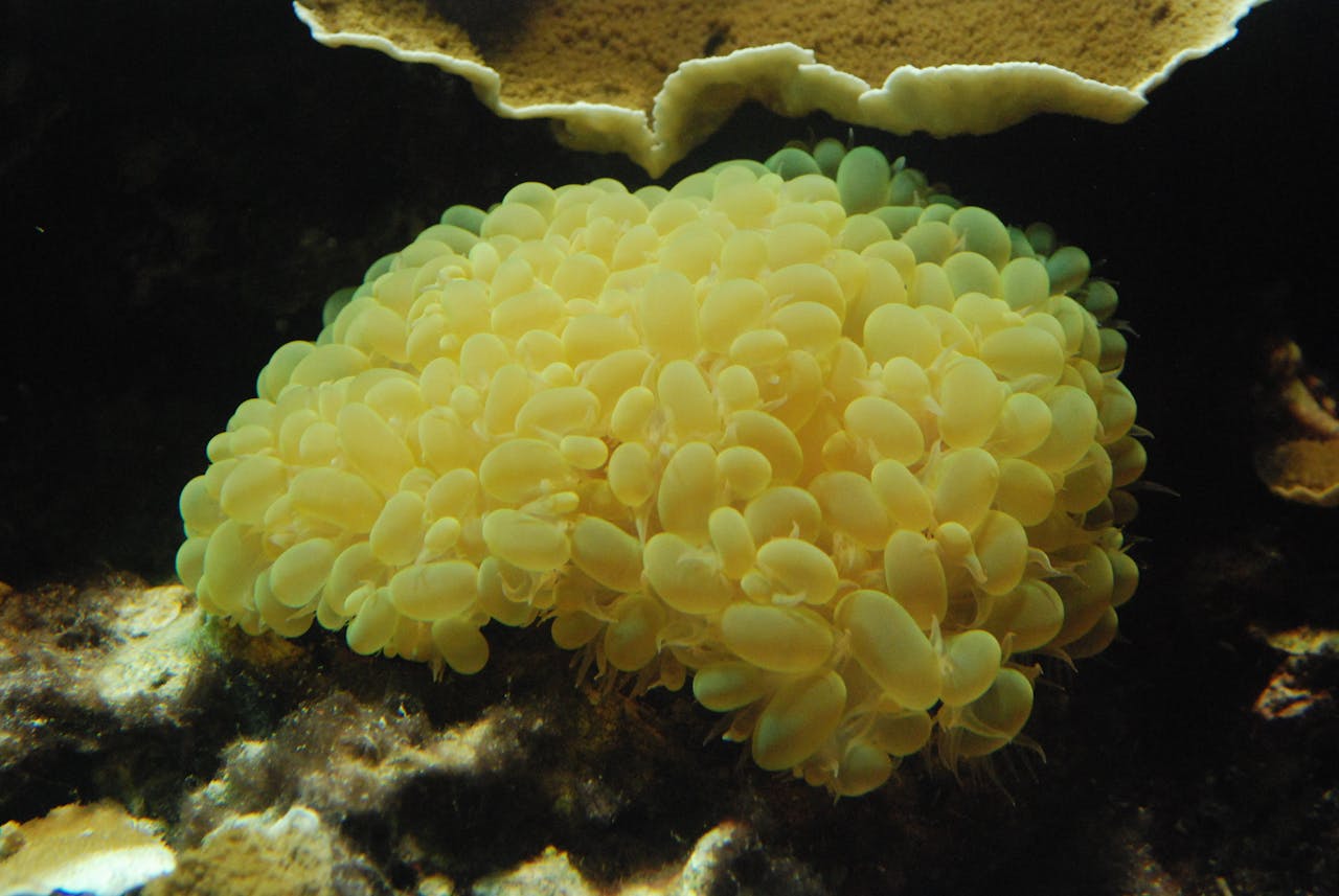 Geel koraal op een donkere achtergrond.