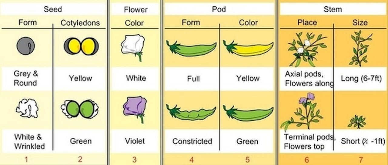 De zeven eigenschappen die Mendel onderzocht in zijn erwtenplanten: vorm van de zaden, kleur van de zaadlobjes, bloemkleur, vorm en kleur van de peul, plek van de bloemen aan de stengel en de lengte van de stengel.