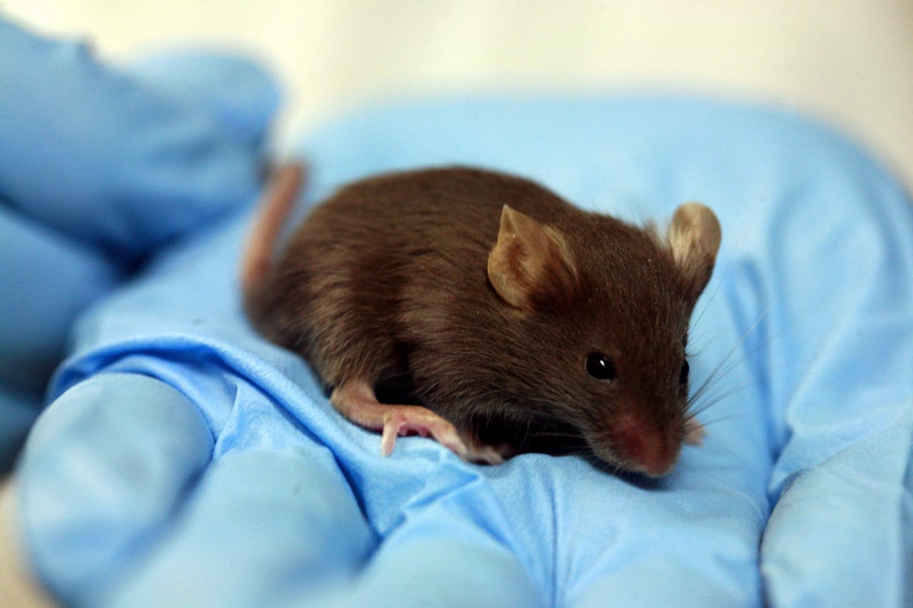 Een kleine bruine muis wordt vastgehouden in een blauwe handschoen.