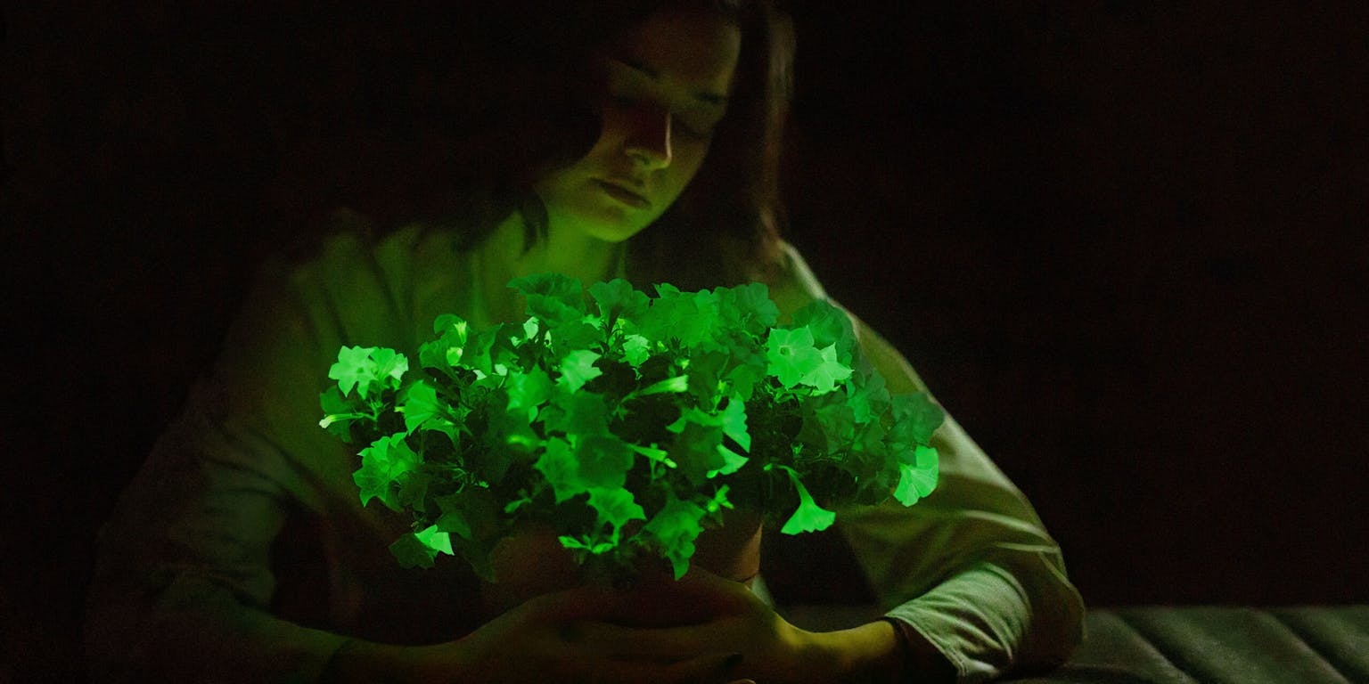 Vrouw, in het donker, met in haar handen een glow in the dark-petunia. De bloemen van de petunia geven een zacht, lichtgroen licht.
