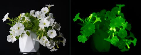 Een glow-in-the-dark petunia in het licht (links) en in het donker (rechts). Foto met links glow-in-the-dark petunia in het licht, met normale witte bloemen. In het donker (rechts) lichten de bloemen groen op.