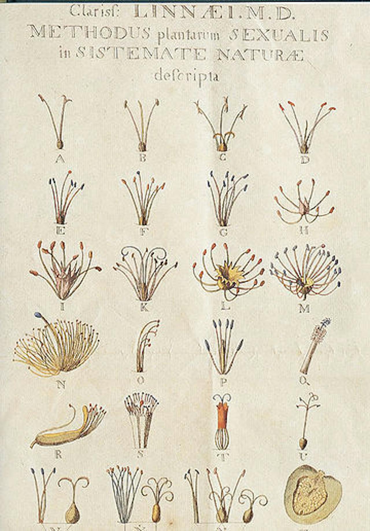 De voortplantingsorganen van planten, getekend door Linnaeus.