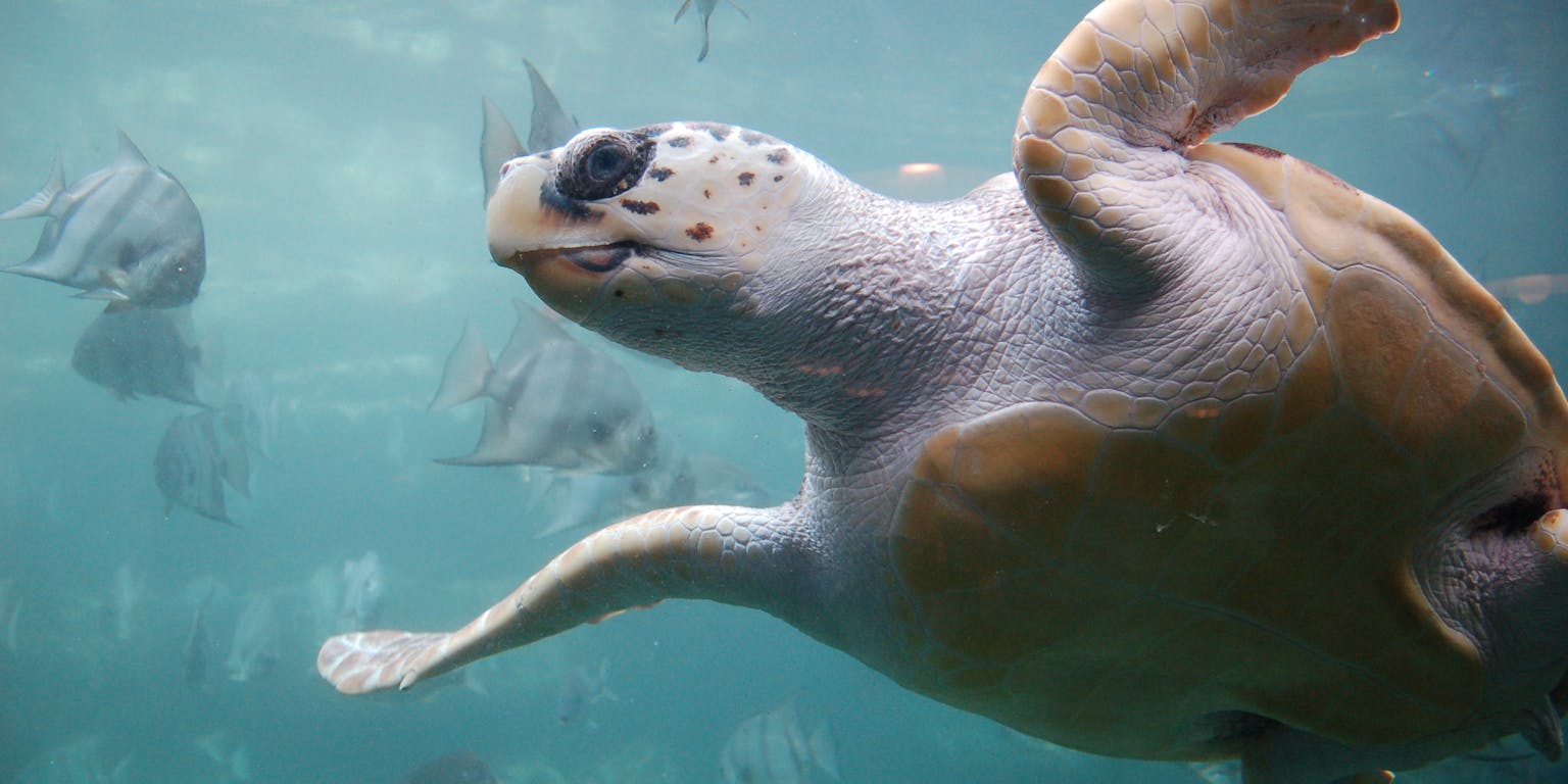 Een valse karetschildpad die in het water zwemt.