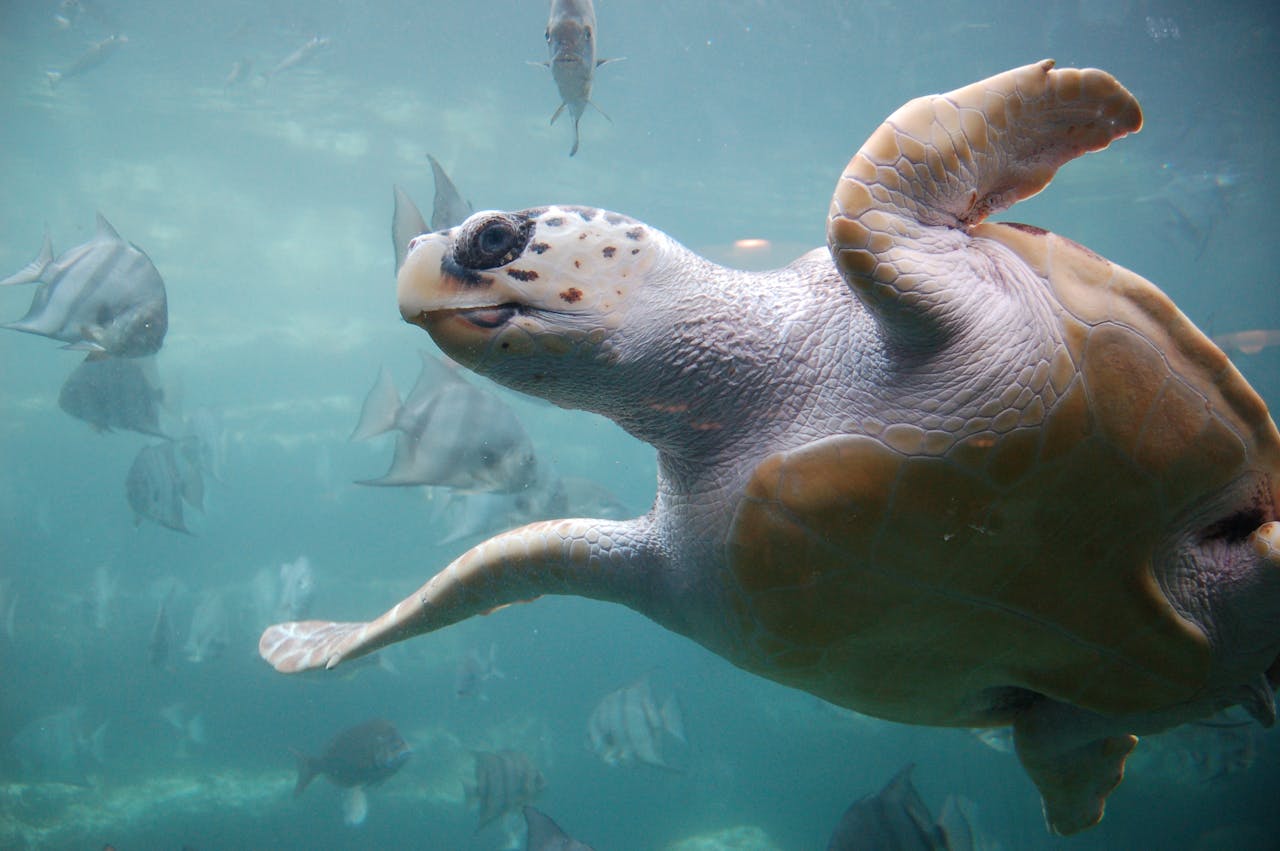 Een valse karetschildpad die in het water zwemt.