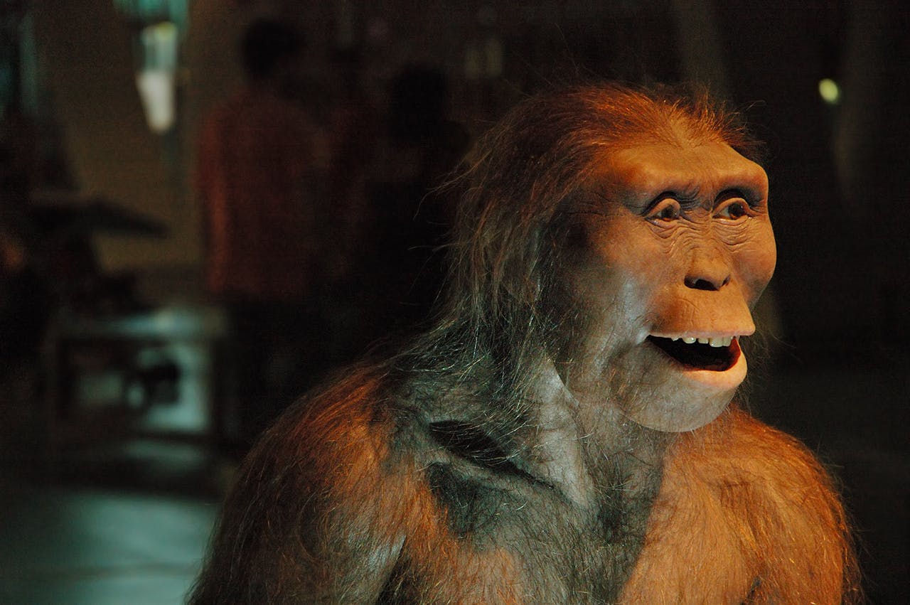 Een reconstructie van Lucy.