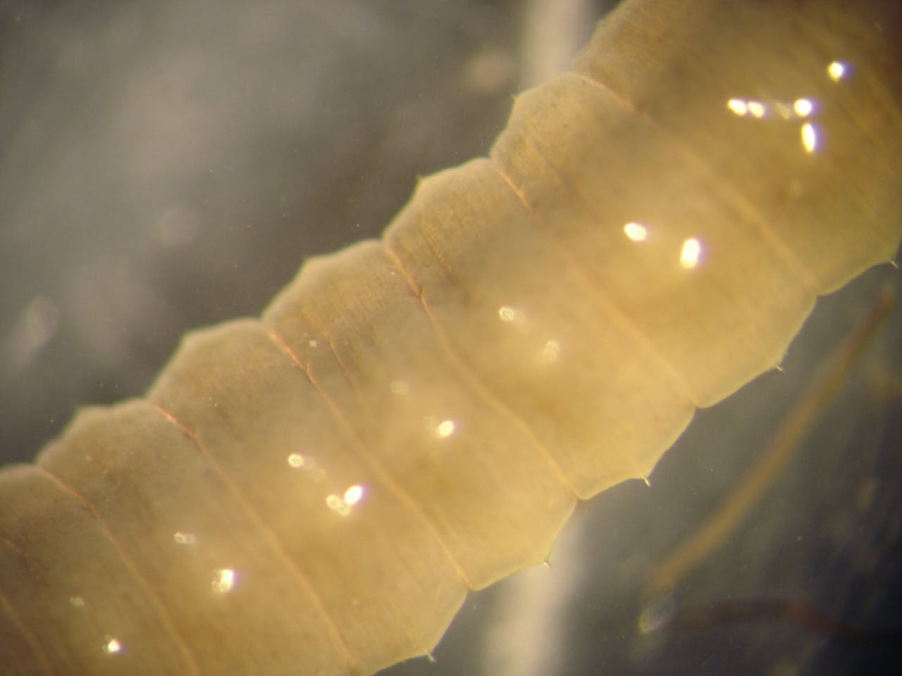 Een close-up van een gele worm.