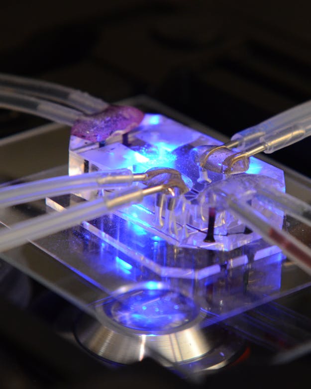 Een long-op-een-chip. Foto van een long-op-een-chip. De chip zelf is ingepakt in een doorzichtige plexiglas behuizing. Uit de behuizing lopen verschillende plastic slangetjes waar organische vloeistoffen doorheen lopen.