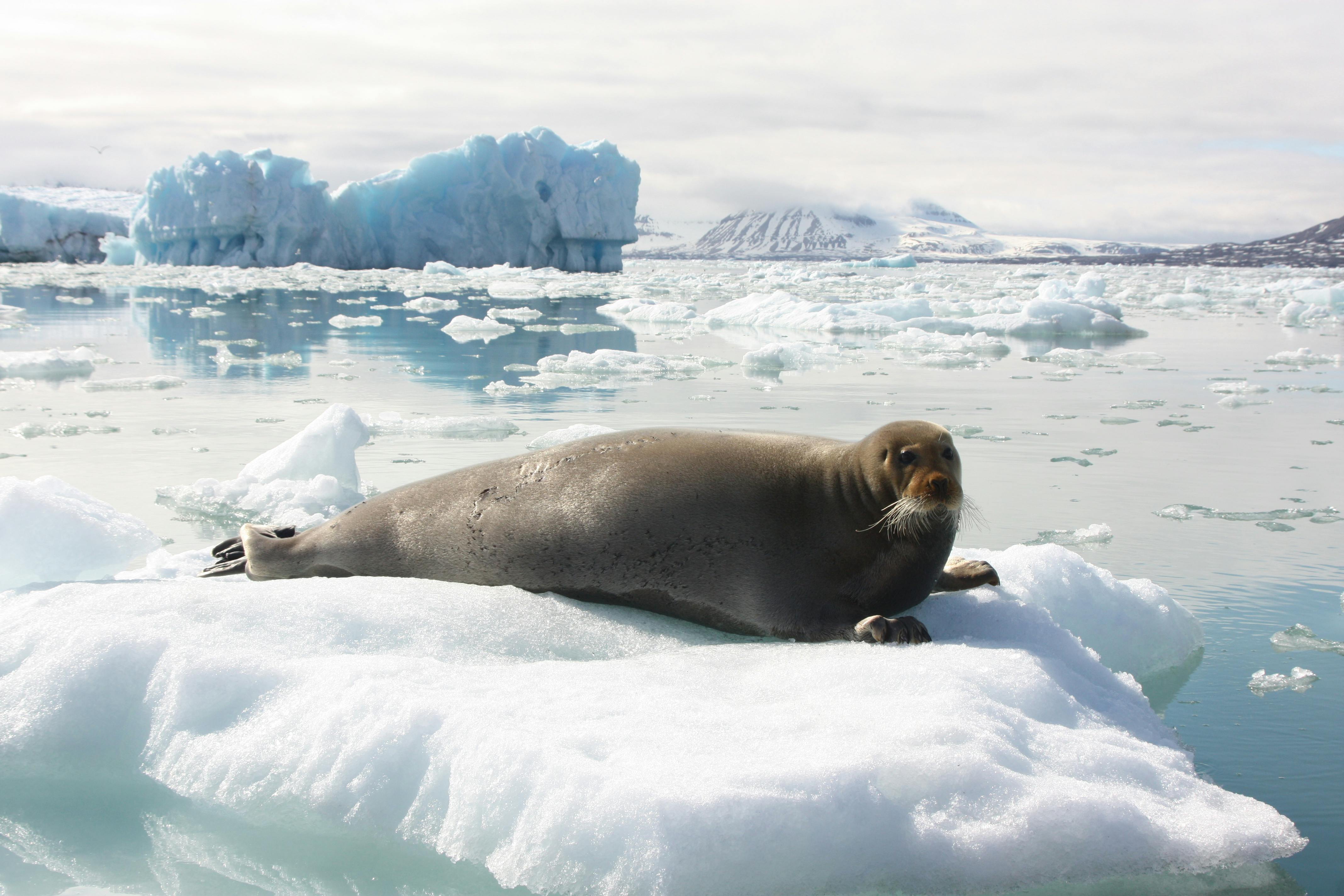 Een zeeleeuw die op een ijsschots ligt.