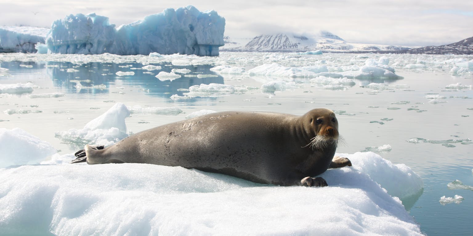 Een zeeleeuw die op een ijsschots ligt.