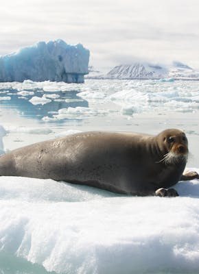 Een zeeleeuw die op een ijsschots ligt.
