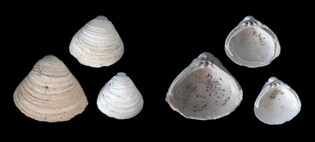 De korfmossel (Corbicula cf. fluminalisis) is een echte rivierbewoner.