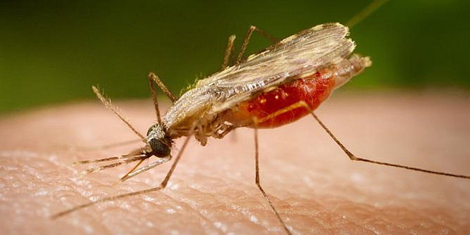 Een malariamug zit op de huid van een persoon.