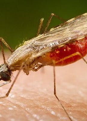 Een malariamug zit op de huid van een persoon.