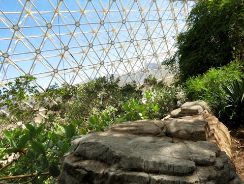 Mangrovemoeras in Biosphere 2. Een rots met daaromheen begroeiing. Door het glas van de driehoekige draagconstructie is de blauwe lucht te zien.
