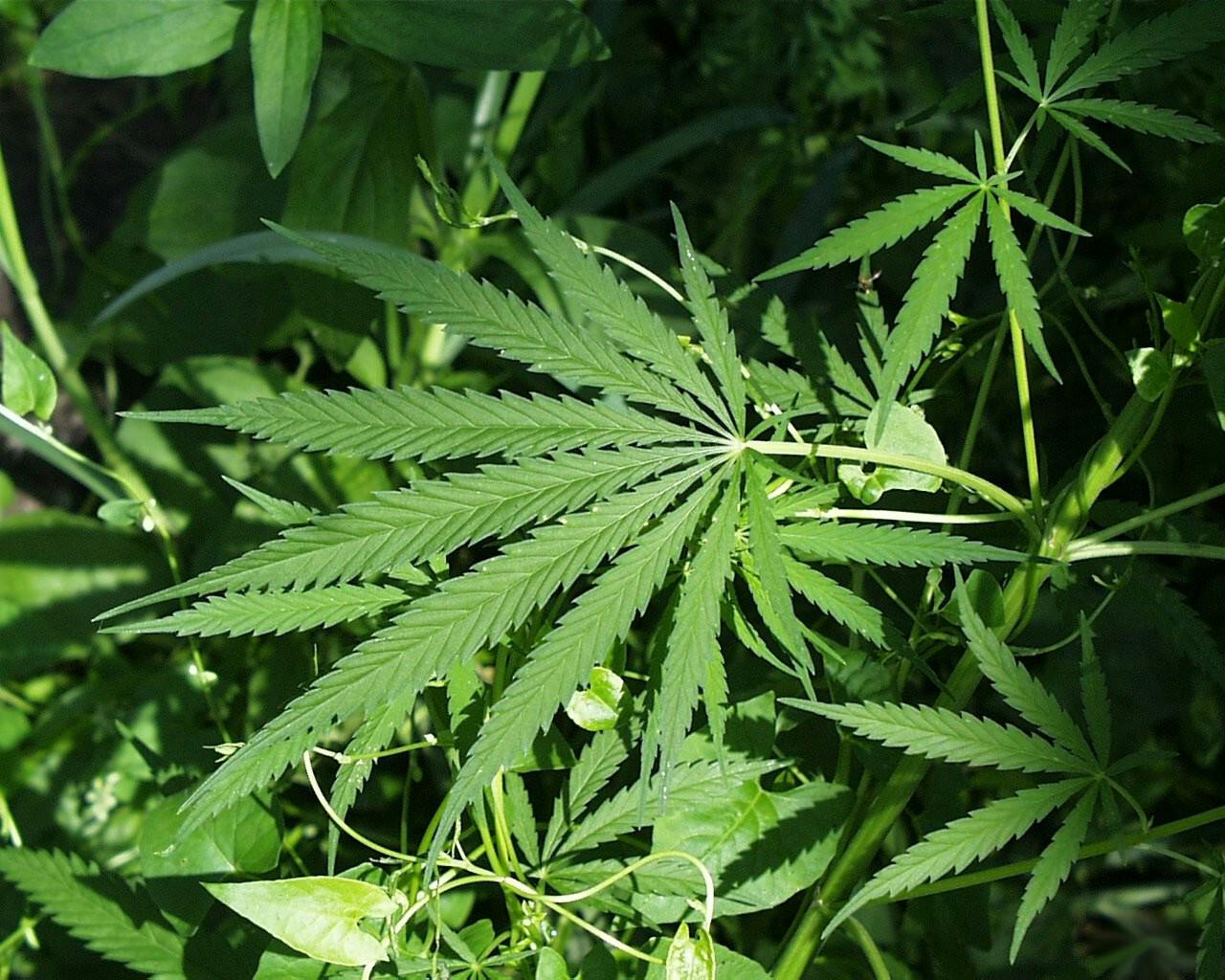 Hennep of Cannabis sativa, de bron van wiet/marihuana zoals de meesten dat kennen. Een bos groene marihuanabladeren.