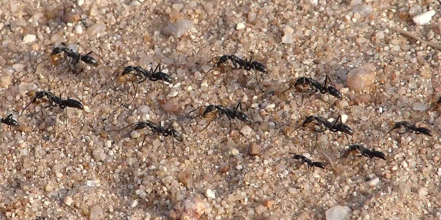 Een groep zwarte mieren in het zand.