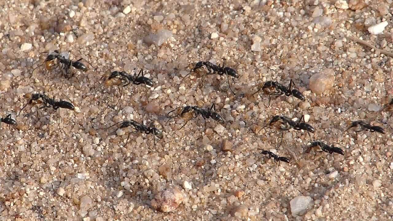 Een groep zwarte mieren in het zand.