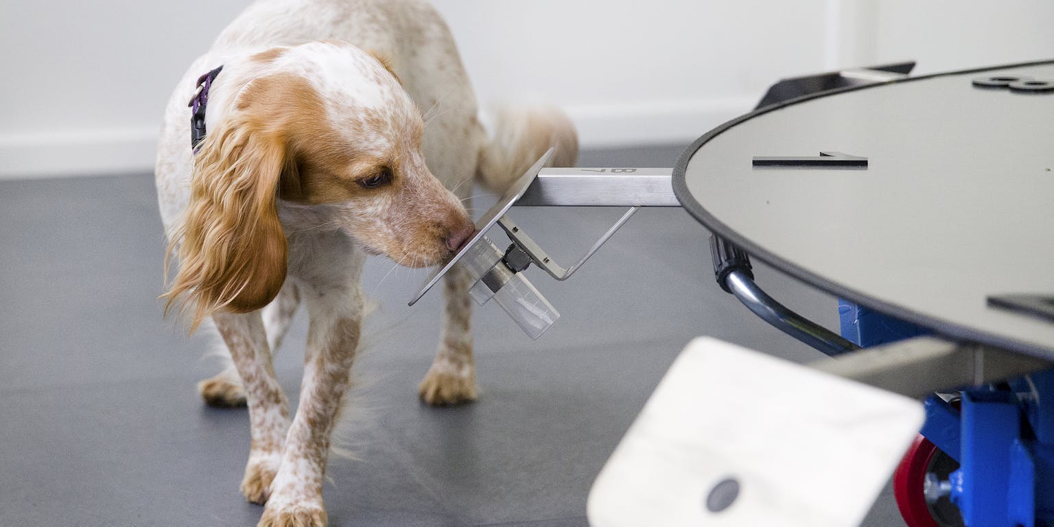 Medische detectiehond Mintha van KNGF geleidehonden ruikt aan geurmonster tijdens training.