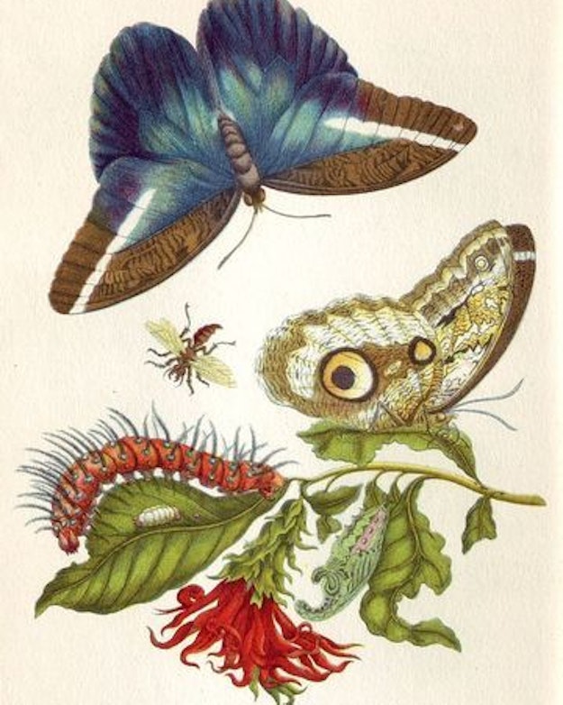 Een tekening uit Maria’s beroemde boek Metamorphosis Insectorum Surinamensium met daarop twee vlinders, een rups, takje en vliegend insect.