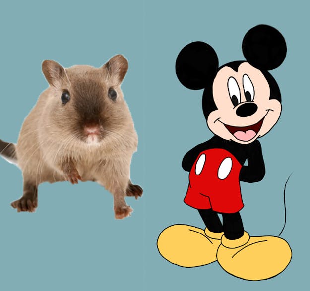 Mickey Mouse is zo aangepast aan wat wij schattig vinden, dat deze al meer op een mens lijkt dan een muis. Links een echte muis en rechts Mickey Mouse.