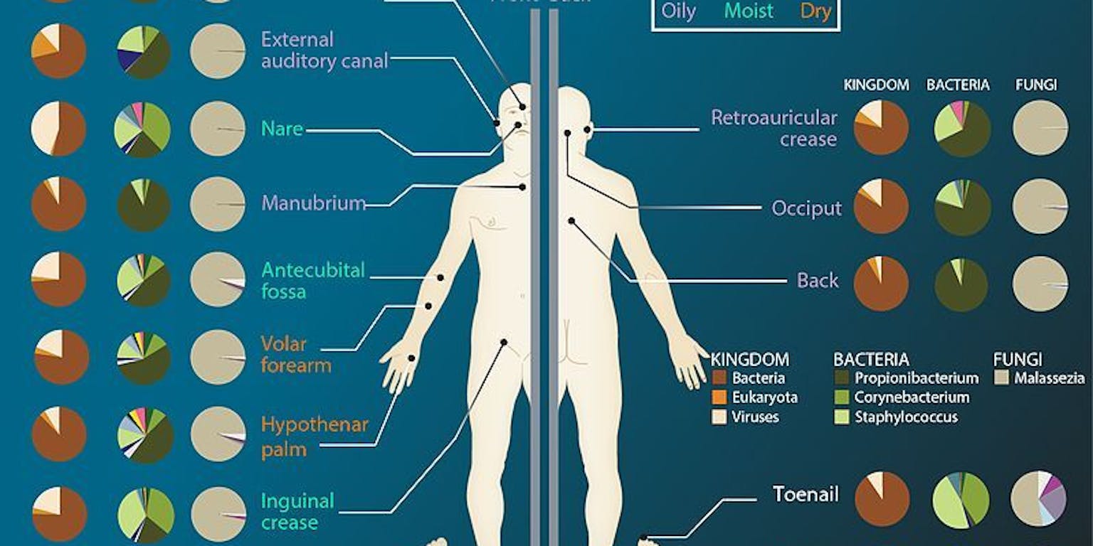 Een diagram dat de verschillende microbiomen van het menselijk lichaam laat zien.