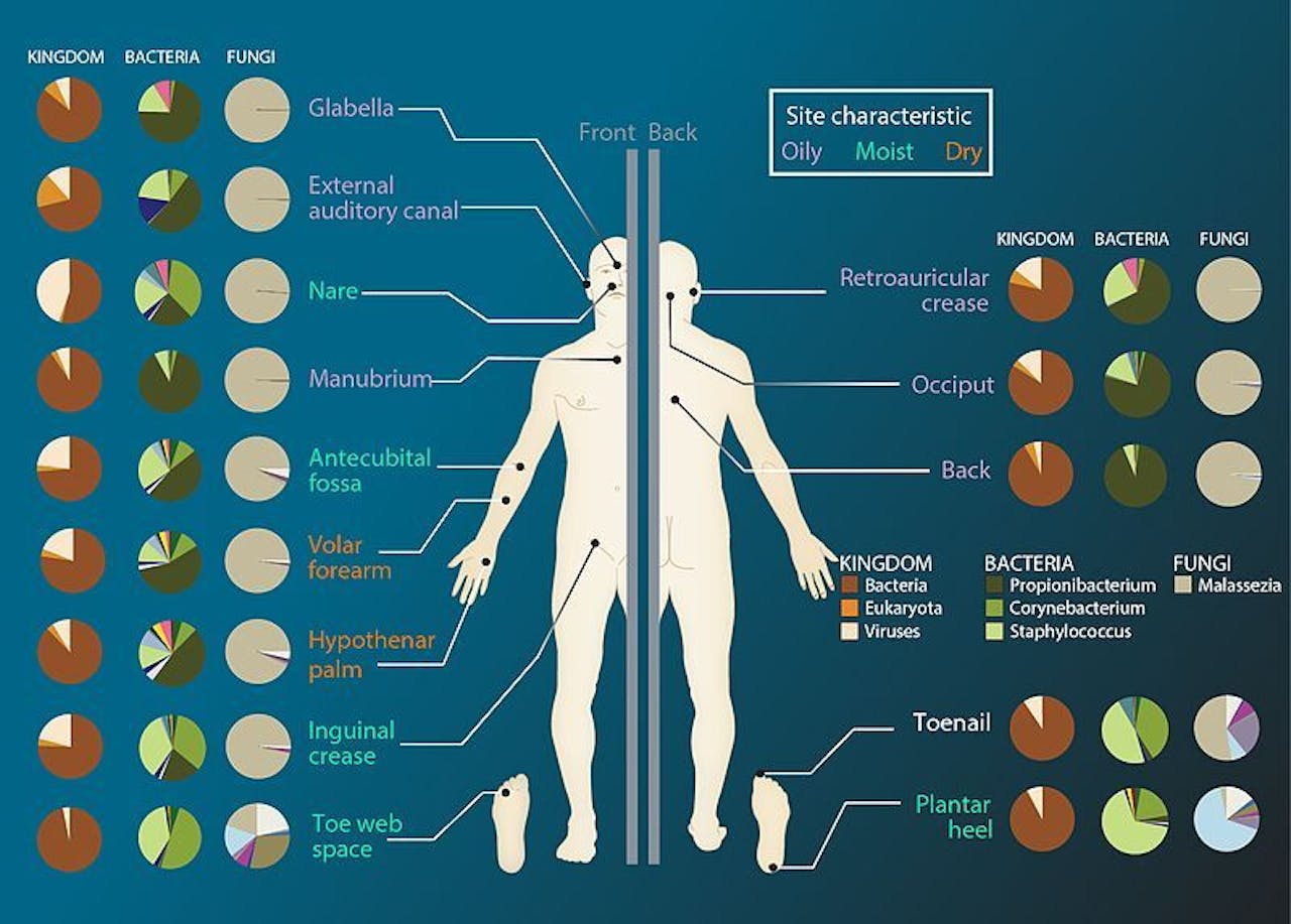 Een diagram dat de verschillende microbiomen van het menselijk lichaam laat zien.
